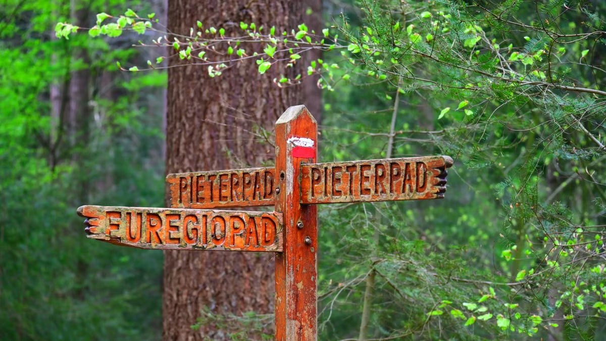 Close-up of wooden direction sign in a vibrant green forest, highlighting scenic hiking trails.
